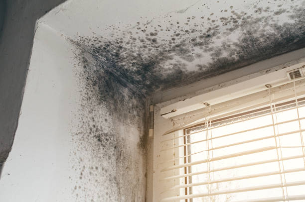 Affordable Basement Mold Removal solutions in Keedysville, MD